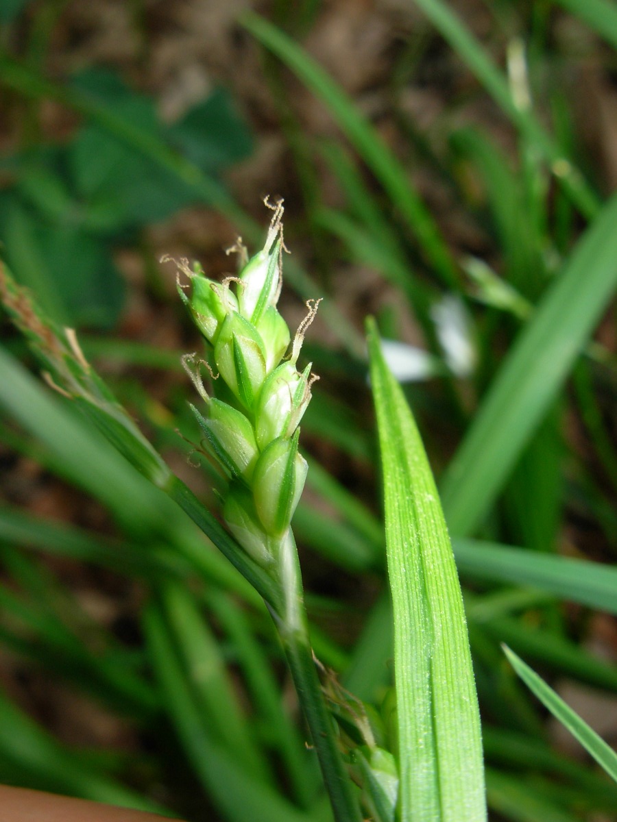 Carex olbiensis Jord. / Carice di Olbia